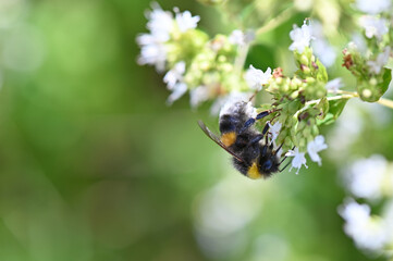 Macrofotografie von einer Hummel die Nektar auf einer weiß blühenden Blume sucht