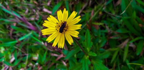 bee on yellow flower