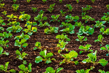 Young cabbage sprouts on the field in rows.