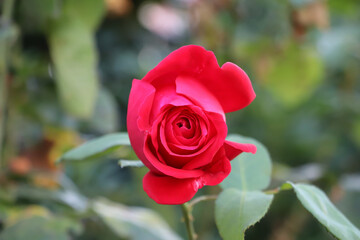 sunny red rose in the garden, green leaf