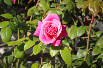 lonely lovely beautiful pink rose, blurred background