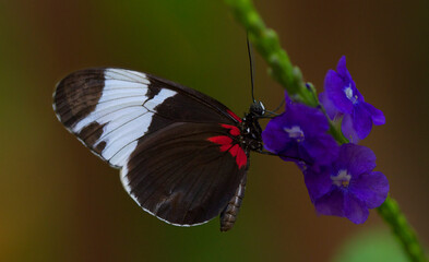 Butterfly on a flower
