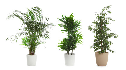 Set of different houseplants in flower pots on white background. Banner design