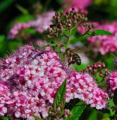 Cute Little Bee Flying Around Spiraea Japonica in the Garden. Insect Enjoying Spring in Czech Republic.