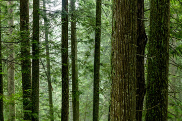  Deep Dark cedar forest with many trees