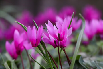 adorable pink flowers in the garden and green leaves