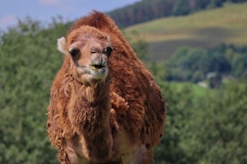 Closeup of Dromedary Camel also called Somali or Arabian Camel in Czech Farm Park. Camelus Dromedarius is a Large Even-Toed Ungulate with One Hump on its Back.