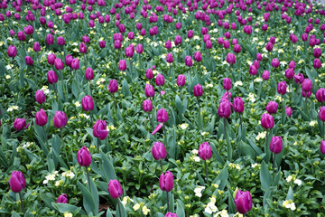 purple tulips and green leaves, background with flowers