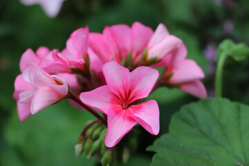 pink lily and green leaves