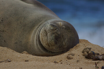 Fototapeta premium sea lion on the beach