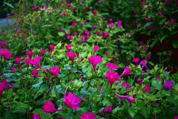 Les fleurs roses