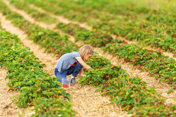 Little girl picking fresh farm strawberries in field in Sevenoaks, Kent
