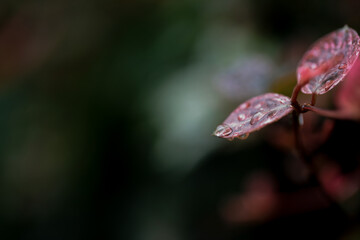 ハツユキカズラの新芽