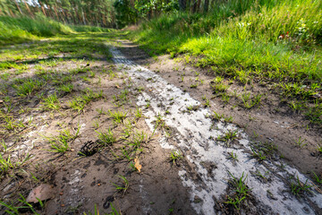 Car wheel tracks on a forest road. Road leading through the forest. Summer season.