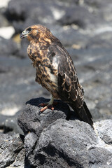 Galapagos Hawk