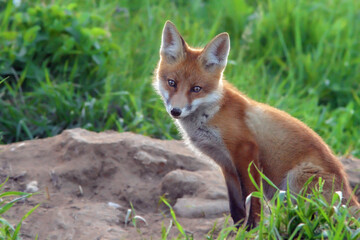 portrait of a small red Fox cub in the morning on a green meadow