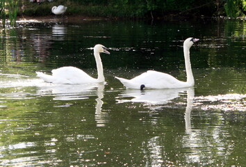 swans swim in the pond of the city Park