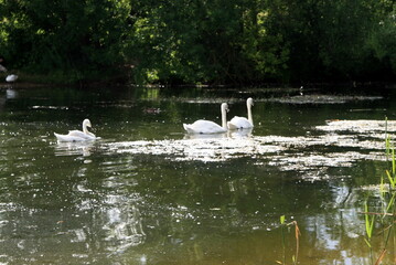 swans swim in the pond of the city Park
