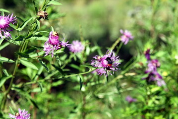 purple summer flowers with a bee close-up
