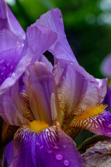 Purple Iris 3