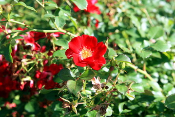 red roses on bushes close up