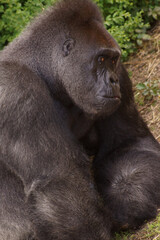 Naklejka premium Thoughtful gorilla