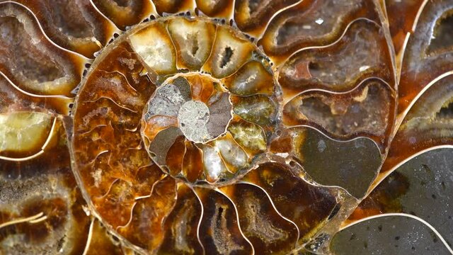 Nautilus shell section, Ammonite fossil shell rotation backdrop. Ancient macro abstract texture Background. Polished ammonite fossil shell with mineral crystals. Close-up 4K UHD video.