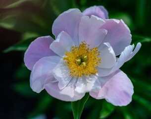 Fototapeta premium Peony 1