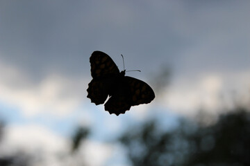 Papillon de l'ombre 