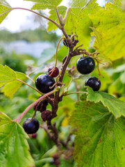 Black currant berries hanging on a branch