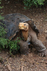 Galapagos tortoise