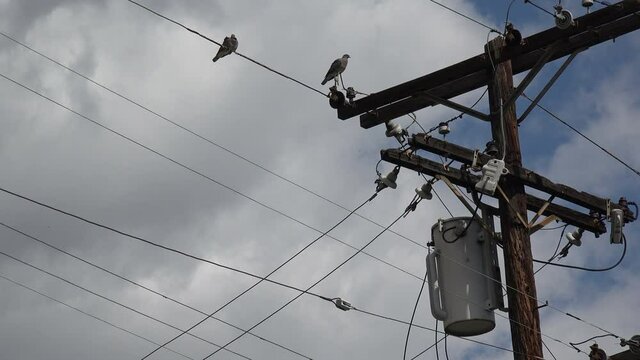 Birds sitting on high voltage power lines