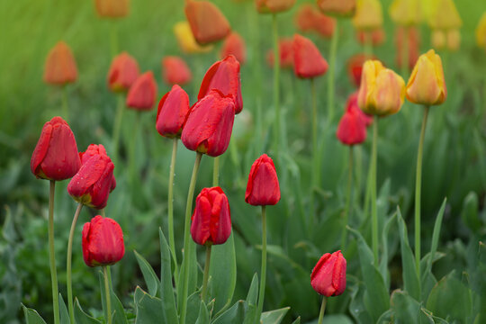 Red spring blooming tulip Parad field