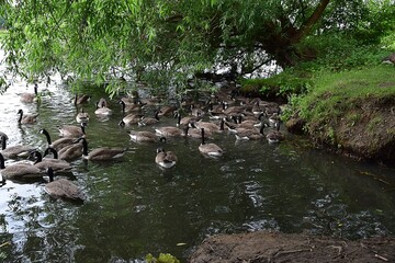 Stado gesi kanadyjskich © Iwona