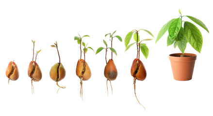 Process of avocado growing on white background, banner design
