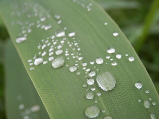 水滴が数滴、笹の葉に乗った風景