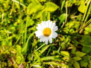 Obraz premium Flower Daisy close-up on a grass background