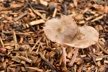 Image of Mushrooms growing from sawdust (right side)