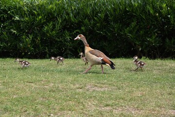 Gesie egipskie © Iwona