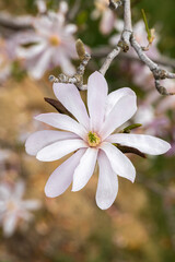 Magnolia Flower (Magnolia kobus var. loebneri 'Ballerina')