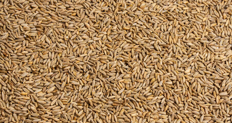 Rectangular frame of grains of wheat, barley, rye, oat on white background close up, isolated. Natural dry cereal seeds for the site with the inscription, top view. Free space for text in the center