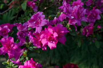 Azalea flower blooming on the springtime in park
