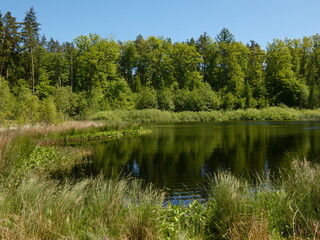 Landscape with green trees by the pond and their reflection in the water, Czarny Staw, Bąkowo, Gdansk, Poland © Slawina