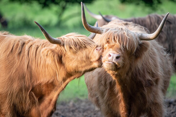 Highland Cattle