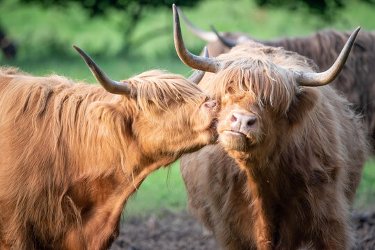 Highland Cattle
