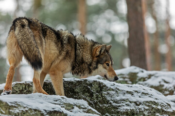huge gray wolf (Canis lupus) on a rock in the woods with snow