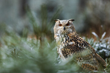 Eurasian eagle-owl (Bubo bubo) is hidden behind young spruces in a forest with snow