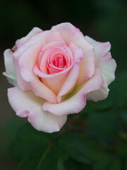 Pink rose with dew drops