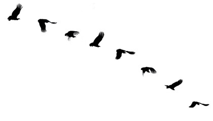 Eine Bildserie von einem Greifvogel beim Abflug (Silhouette auf weißem Hintergrund).