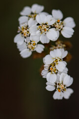 White Wildflowers In The Alpine Of Colorado, White Flower Buds, Spring Flowers In The Mountains, Alpine Wildflowers
